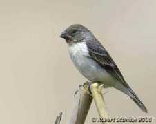 worldbirds.eu Telasco