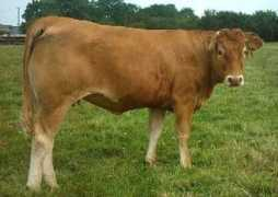 britishcharolais.com Telemarque