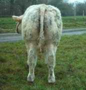britishcharolais.com Telemarque