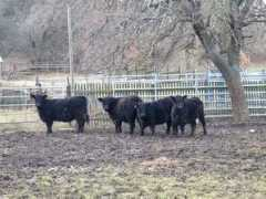 antalkova.blog.sme.sk Telence