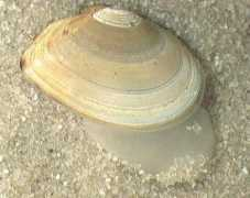 theseashore.org.uk Tellin