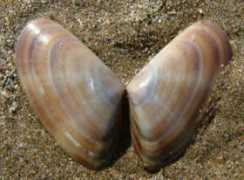theseashore.org.uk Tellin