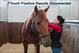 tellingtontouch.com Tellington