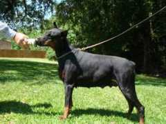 brittonfarmsdobermans.com Temerin