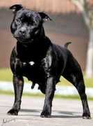 hardfacekennel.com.br Temerity