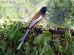 oiseaux.net Temia