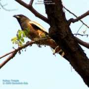 oiseaux.net Temia