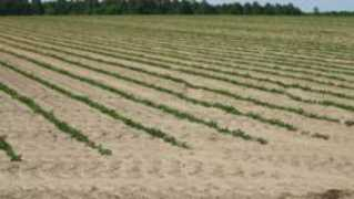 southeastfarmpress.com Temik