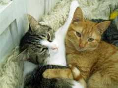 apasa-katzen.npage.eu Tempico