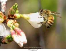 paulscharffphotography.com Tenacious