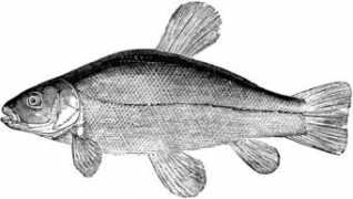 etc.usf.edu Tench