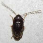 Teneb