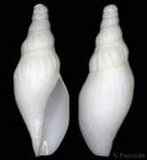 gastropods.com Tenebrosa