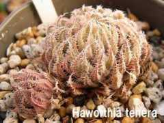 albino.sub.jp Tenera