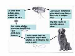 webveterinaria.com Tenias
