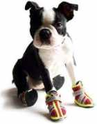 cute-pets.net Tenisi