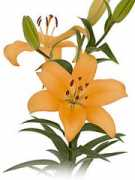 thesunvalleygroup.com Tenorio