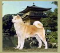 northlandakitas.com Tenshi