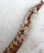 marinespecies.org Tentakel