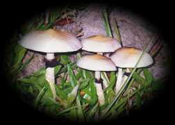 galvirpho.free.fr Teonanacatl