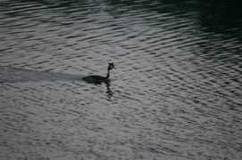 panoramio.com Tepeli