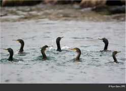 kazimcapaci.com Tepeli