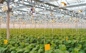 tatar-inform.ru Teplica