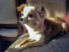 gotpetsonline.com Teqi