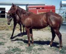 sunsetstockhorses.com Tequella