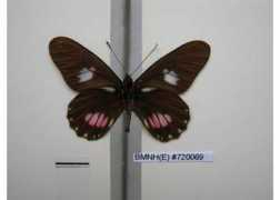 butterfliesofamerica.com Tereas