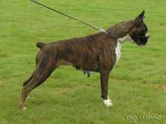 boxerclub.hr Teretta
