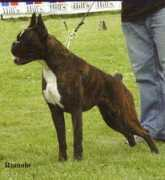 boxerclub.hr Teretta