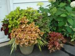 finegardening.com Teries