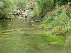 Termes