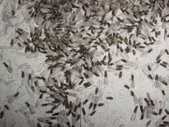 acneon.it Termite