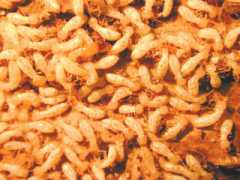 sandbox.scp-wiki.net Termite