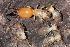 news.wikinut.com Termites