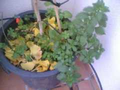 foroantiguo.infojardin.com Terngo
