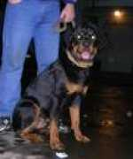 raivelkennel.narod.ru Ternik