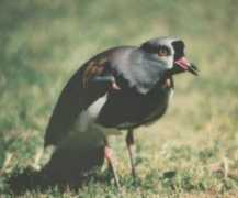 Tero