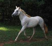 angelandalusians.com Terosa