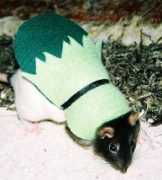 artistinsane.com Terpan