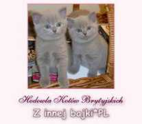 zinnejbajki.pl Terpilowska