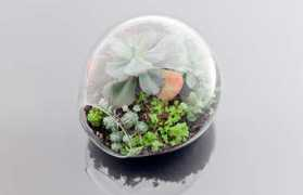 Terrariums