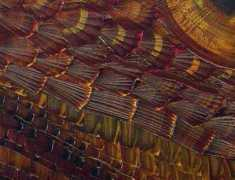 lagassegallery.com Terrene