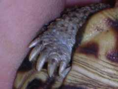 Terrestre