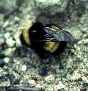 nhm.ac.uk Terricola