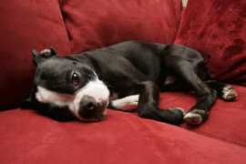 Terrier