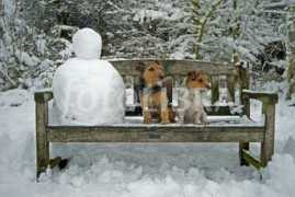 Terriers