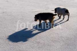 Terriers